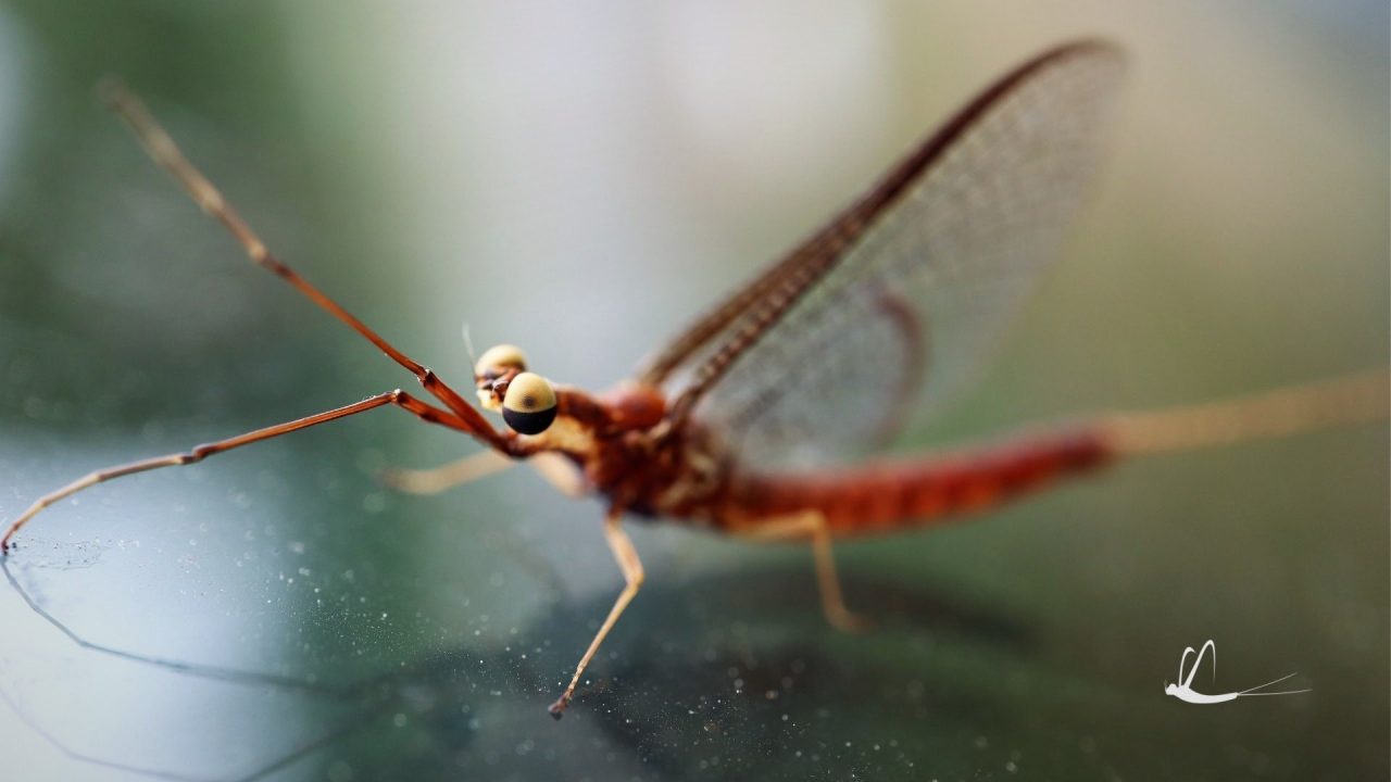 Shadflies emerge early from Lake Nipissing, photo contest prize value ...
