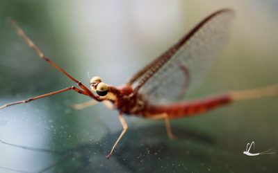 Shadflies emerge early from Lake Nipissing, photo contest prize value tops $300