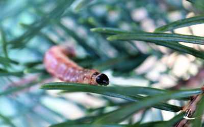 Check your trees for hungry critters